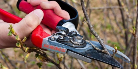 Jak snížit rybíz na jaře: užitečná doporučení, spouštěcí schémata + fotky